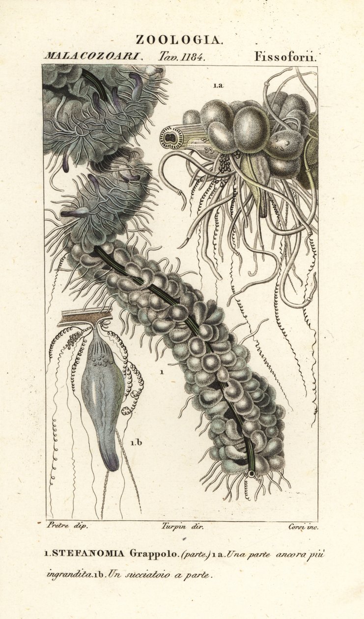 Meduza sznurkowa, Apolemia uvaria (Stephanomia uvaria, wiązka Stefanomia) autorstwa Corsi Corsi