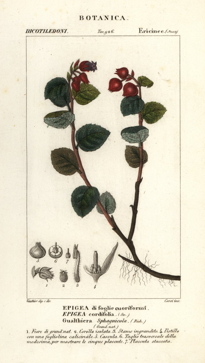 Herbata, Gaultheria domingensis autorstwa Corsi Corsi