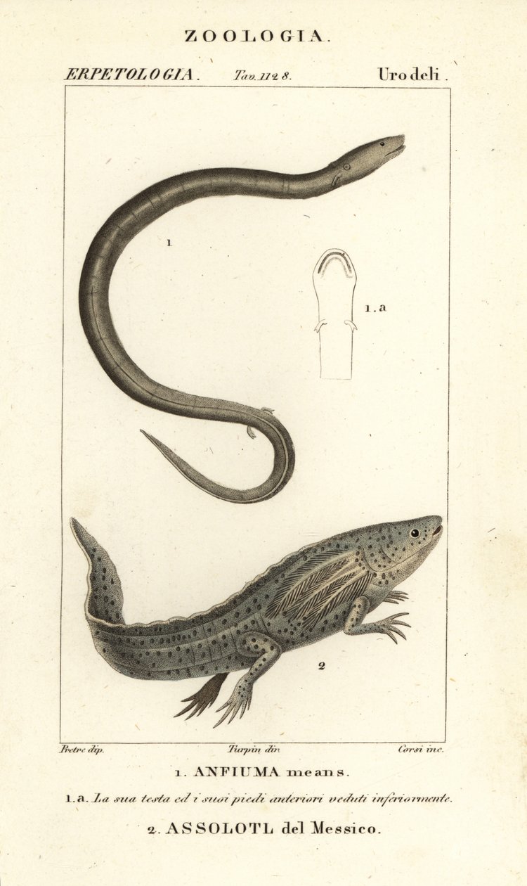 Amphiuma dwupalczasta, Amphiuma oznacza, Anfiuma oznacza 1, a krytycznie zagrożona aksolotl lub meksykańska ryba krocząca, Ambystoma mexicanum, Assolotl del Messico 2 autorstwa Corsi Corsi