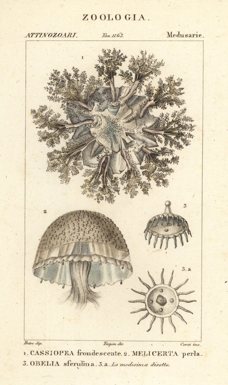 Odwrócona meduza, Cassiopea frondosa 1, gatunki Melicertum 2 i polip obelii 3 autorstwa Corsi Corsi