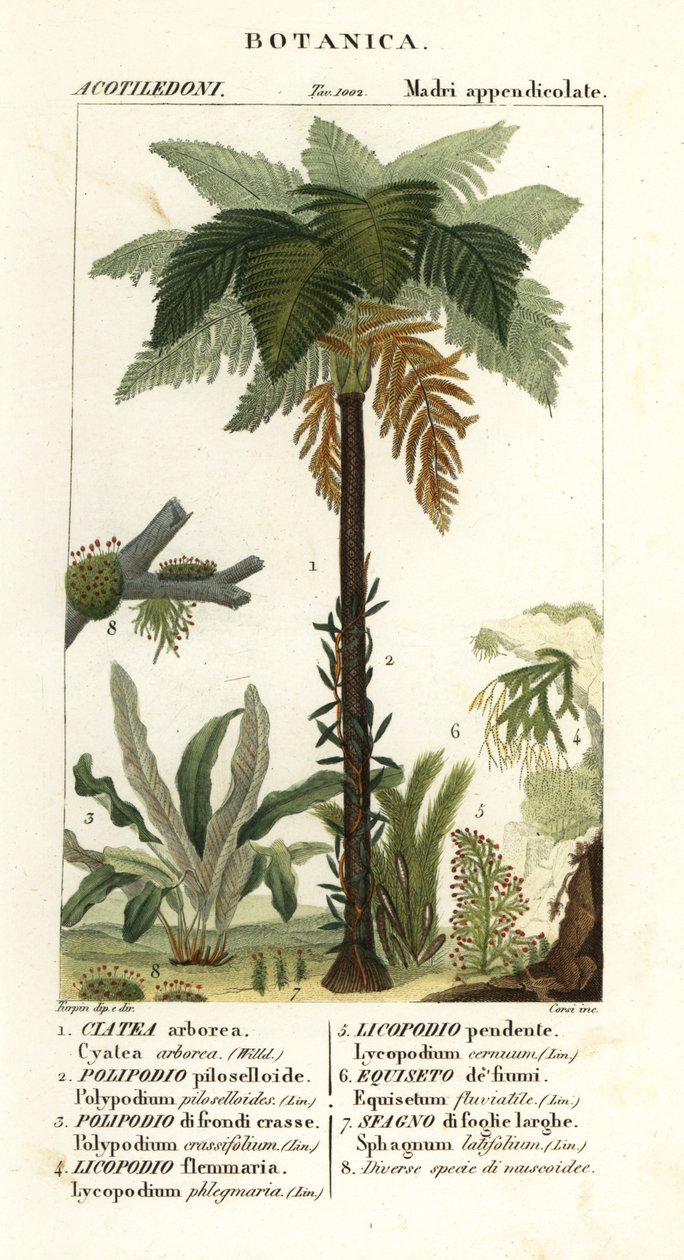 paproć zachodnioindyjska, Cyathea arborea, paproć winorośli, Microgramma piloselloides 2, paproć wdzięczna, Niphidium crassifolium 3, paproć gruboziarnista, Huperzia phlegmaria 4, widłak widłakowiec, Lycopodiella cernua 5, skrzyp wodny autorstwa Corsi Corsi
