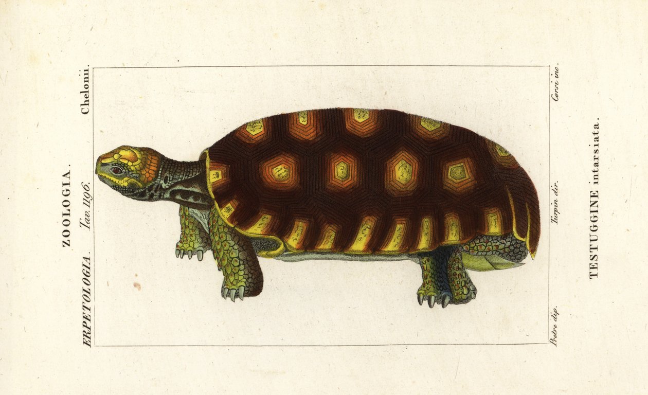 Żółw żółtonogi lub brazylijski żółw olbrzymi , Chelonoidis denticulatus Testudo tabulata Testuginne intarsiata autorstwa Corsi Corsi