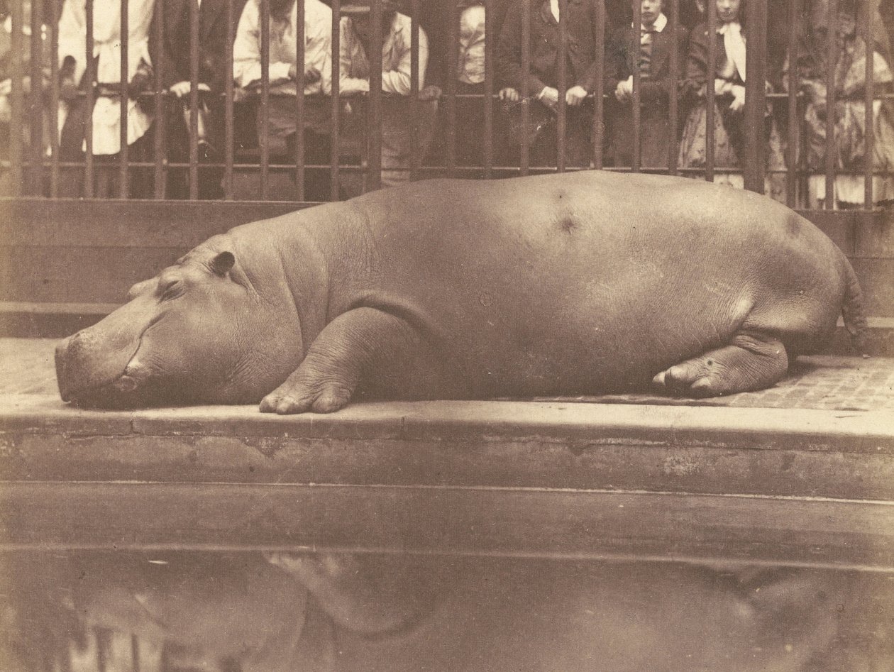 Hipopotam w ogrodach zoologicznych, Regents Park autorstwa Count de Montizon