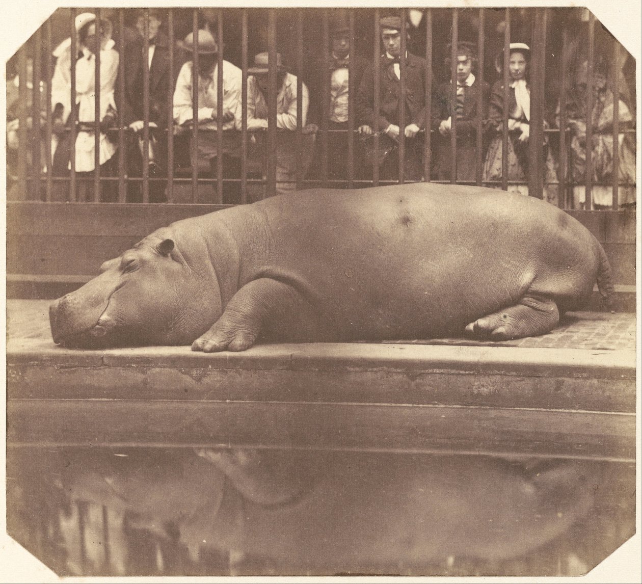 Hipopotam w ogrodach zoologicznych, Regent