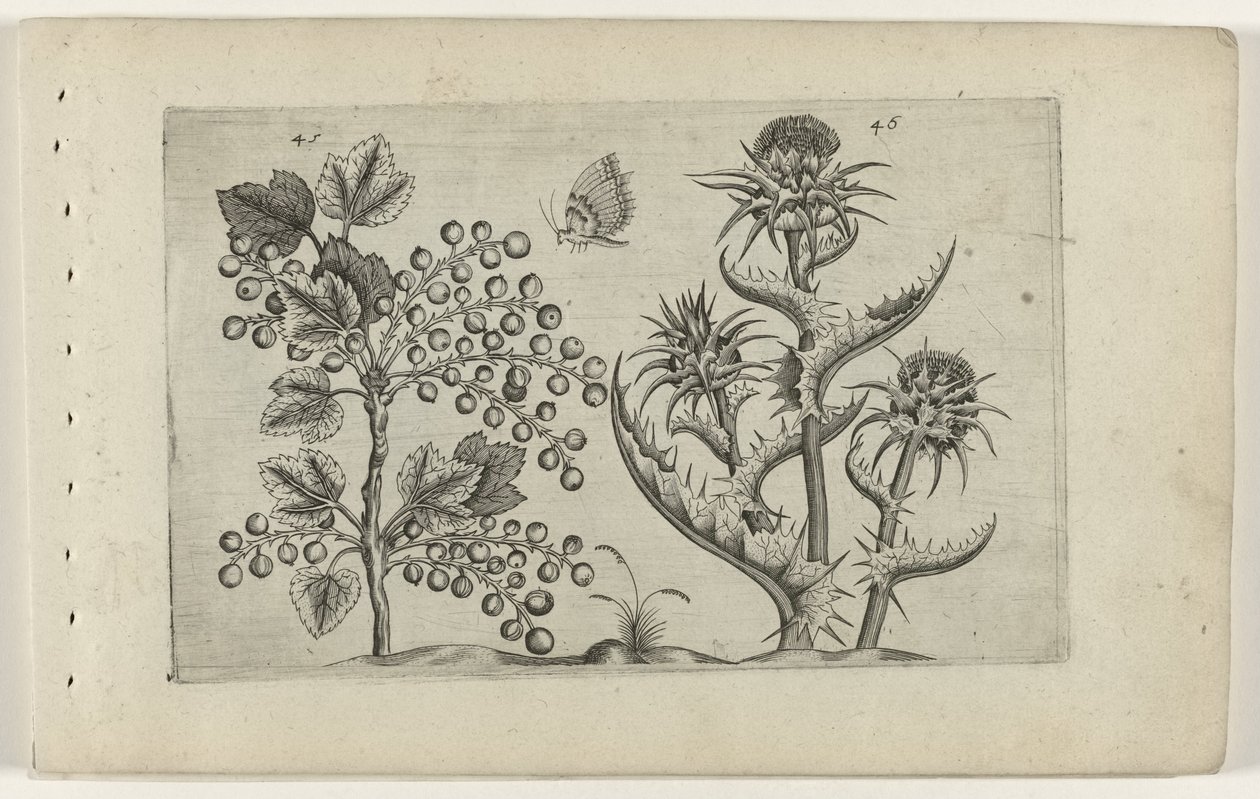 Aalbes i Mariadistel Poznaj lilie (tytuł serii) autorstwa Crispijn van de Passe (I) (attributed to)