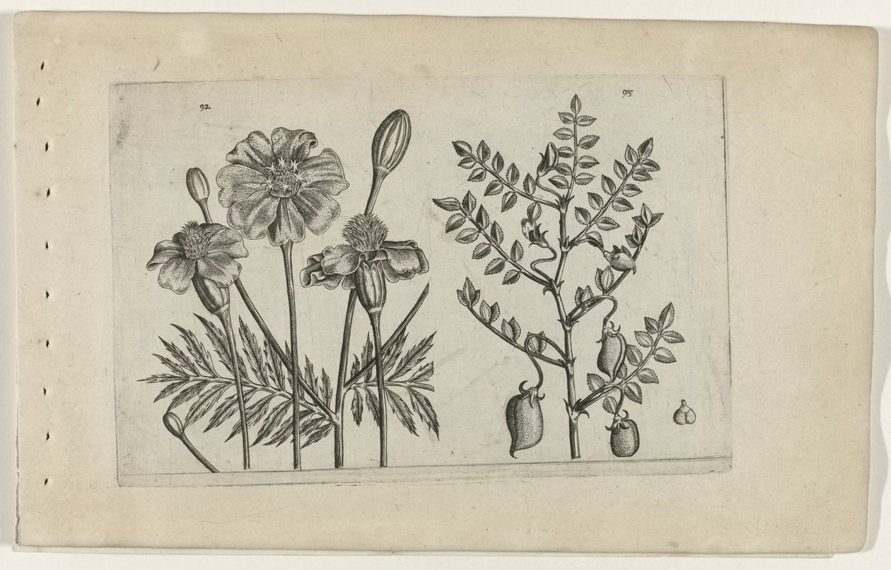 Aksamitka i ciecierzyca Cognoscite lilia (tytuł serii) autorstwa Crispijn van de Passe (I) (attributed to)