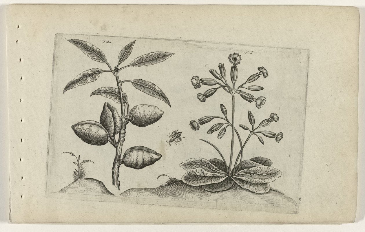 Amandelboom en gulden sleutelbloem Poznaj lilie (tytuł serii) autorstwa Crispijn van de Passe (I) (attributed to)