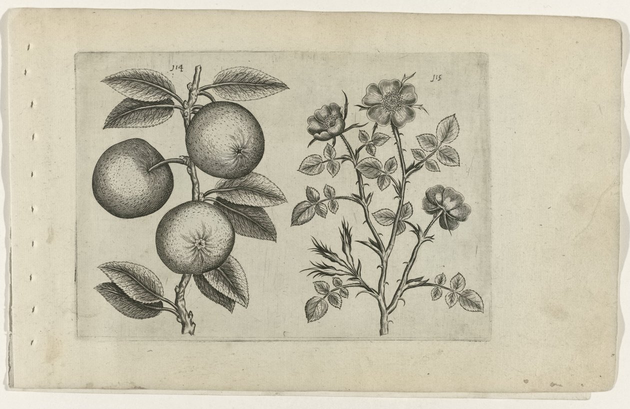 Jabłko i róża dla psa Cognoscite lilia (tytuł serii) autorstwa Crispijn van de Passe (I) (attributed to)