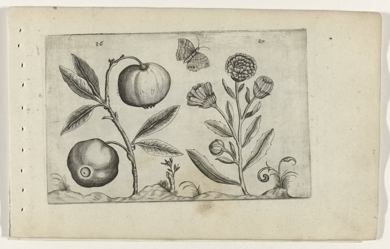 Assyrische appel en goudsbloem Poznaj lilie (tytuł serii) autorstwa Crispijn van de Passe (I) (attributed to)
