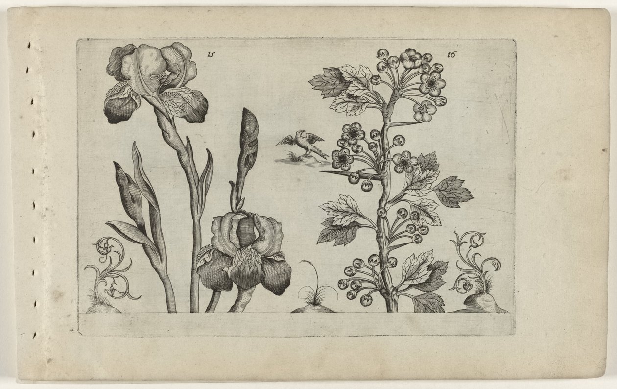 Bardiris i coralmeidoorn Cognoscite Lily (tytuł serii) autorstwa Crispijn van de Passe (I) (attributed to)