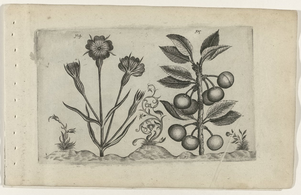 Bolderik en zure kers Poznaj lilie (tytuł serii) autorstwa Crispijn van de Passe (I) (attributed to)