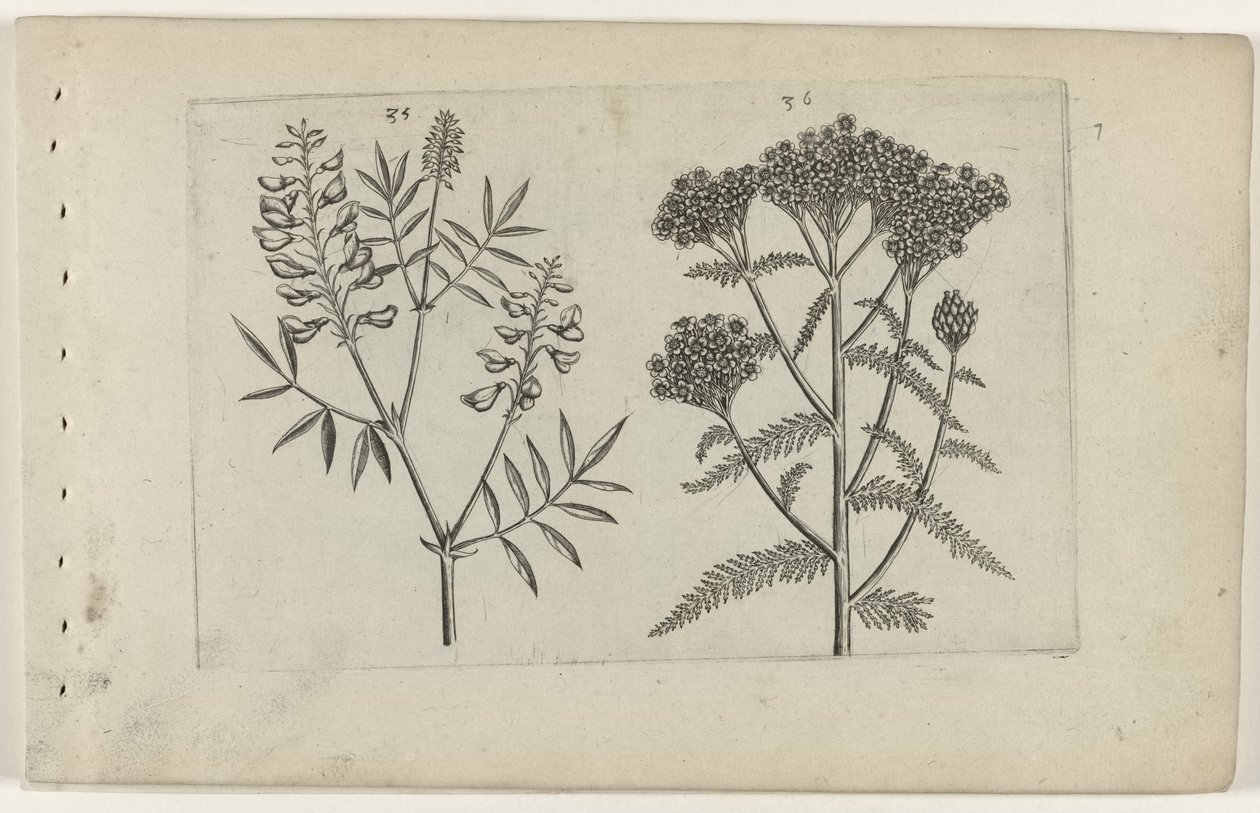 Boswikke i tuizendblad Poznaj lilie (tytuł serii) autorstwa Crispijn van de Passe (I) (attributed to)