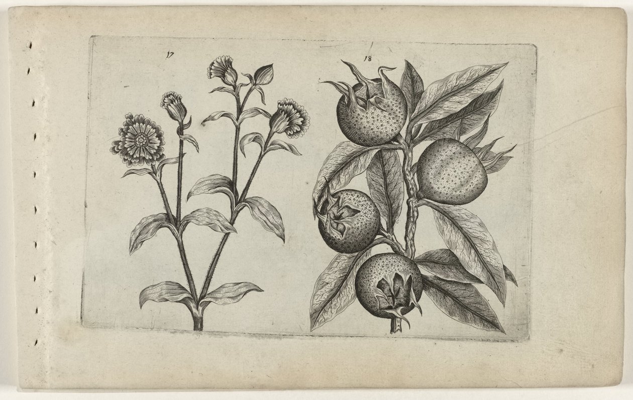 Dzienny kwiat kukułki i niesplika Cognoscite lilia (tytuł serii) autorstwa Crispijn van de Passe (I) (attributed to)