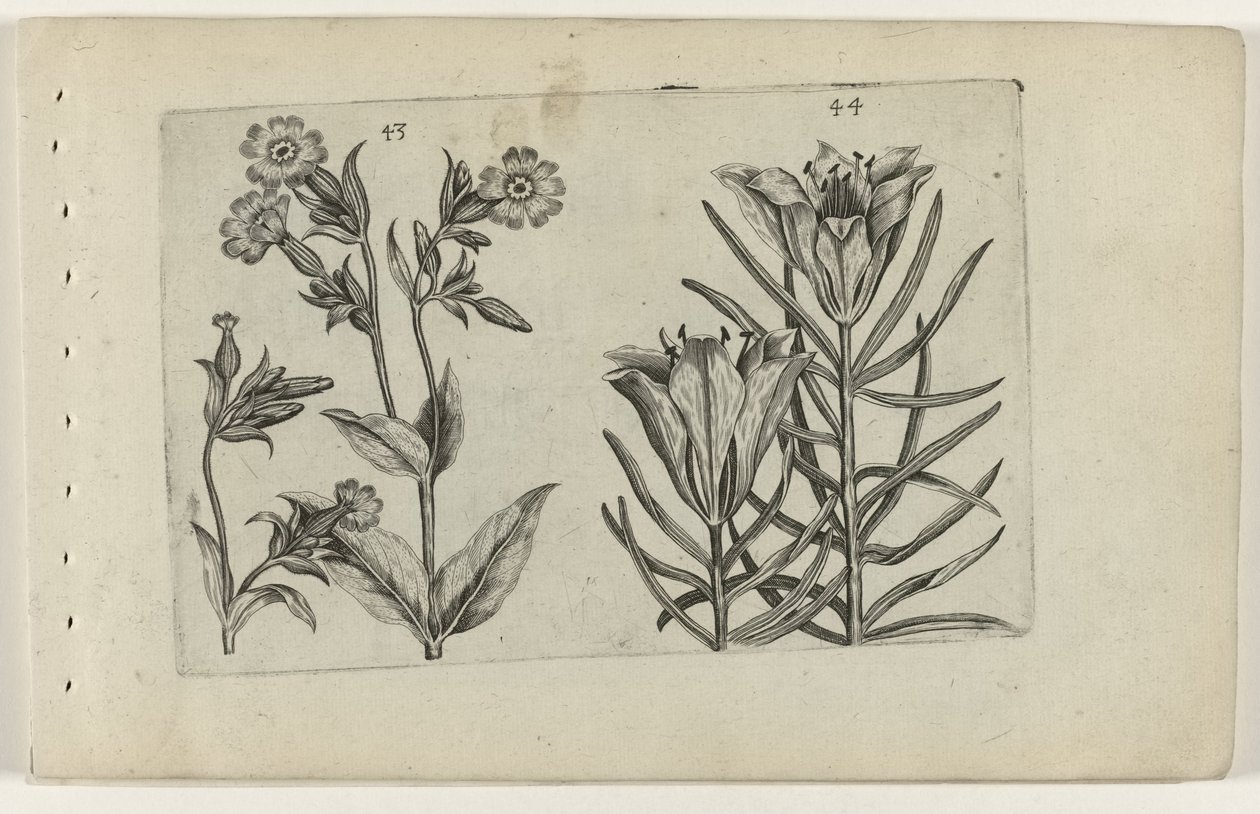 Kwiat kukułki i lilia żytnia Cognoscite lilia (tytuł serii) autorstwa Crispijn van de Passe (I) (attributed to)