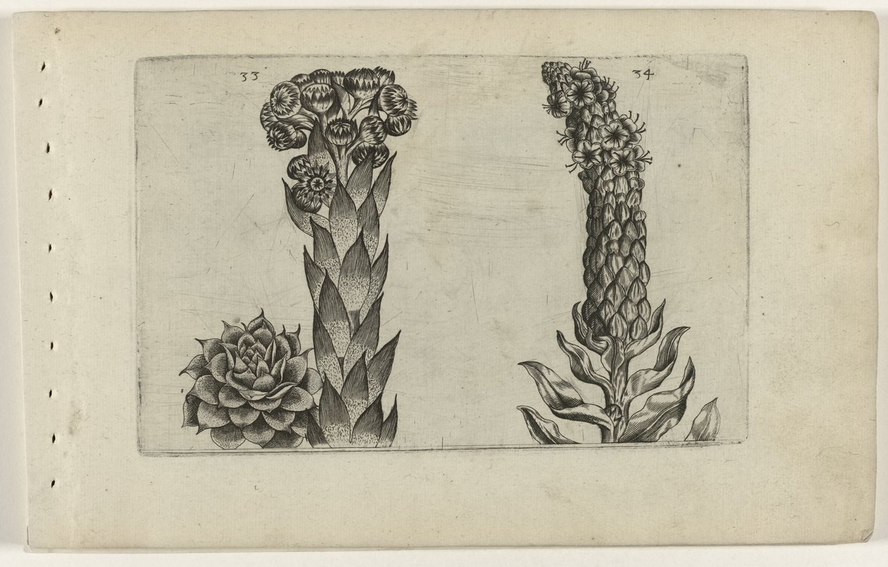 Thunderblade i dziewanna Cognoscite lilia (tytuł serii) autorstwa Crispijn van de Passe (I) (attributed to)