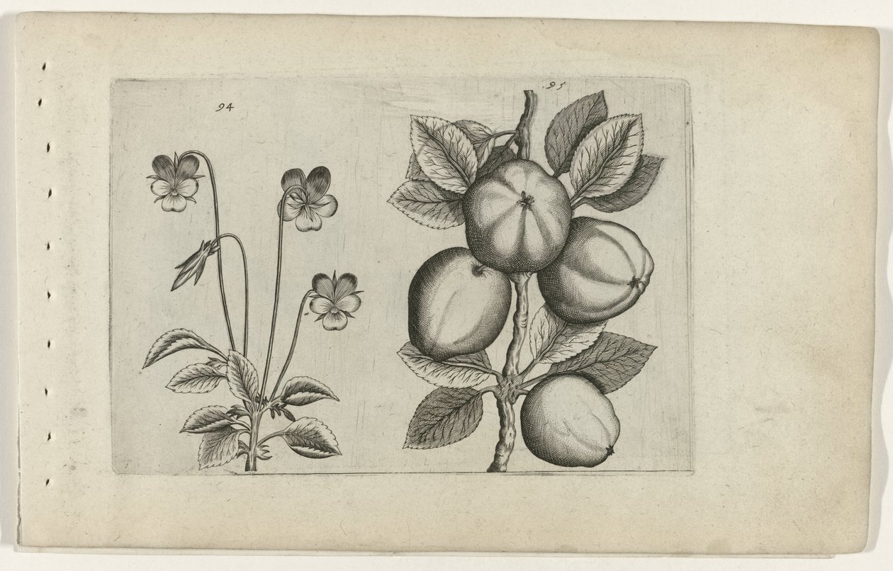 Trójkolorowy fiolet i jabłko Cognoscite lilia (tytuł serii) autorstwa Crispijn van de Passe (I) (attributed to)