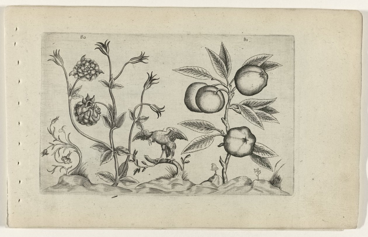 Dubbele akelei en appel Poznaj lilie (tytuł serii) autorstwa Crispijn van de Passe (I) (attributed to)