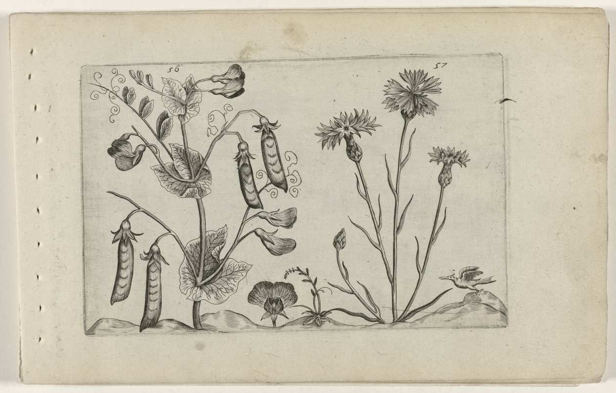 Erwt en korenbloem Poznaj lilie (tytuł serii) autorstwa Crispijn van de Passe (I) (attributed to)