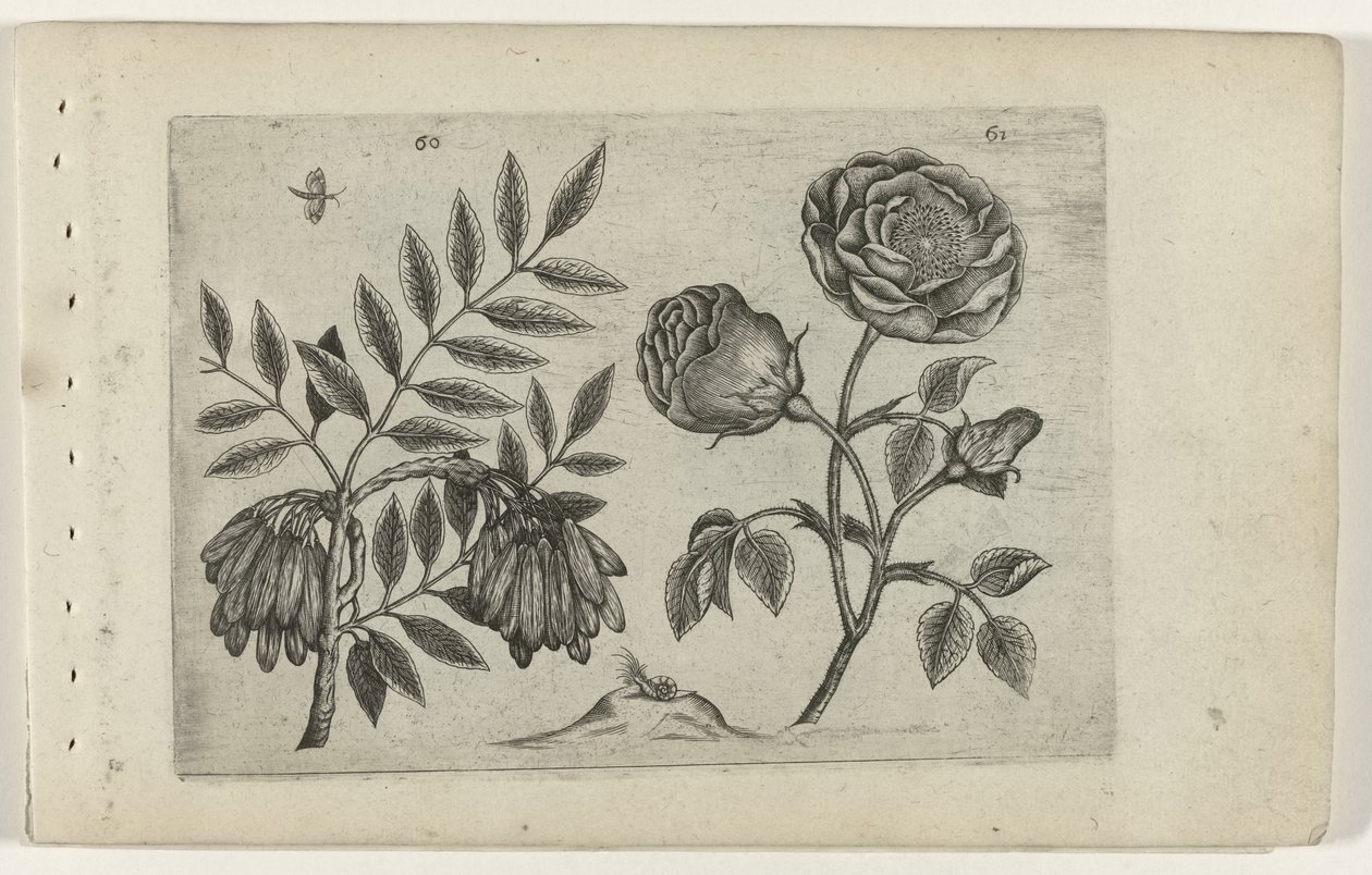 Jesteś en roos Poznaj lilie (tytuł serii) autorstwa Crispijn van de Passe (I) (attributed to)