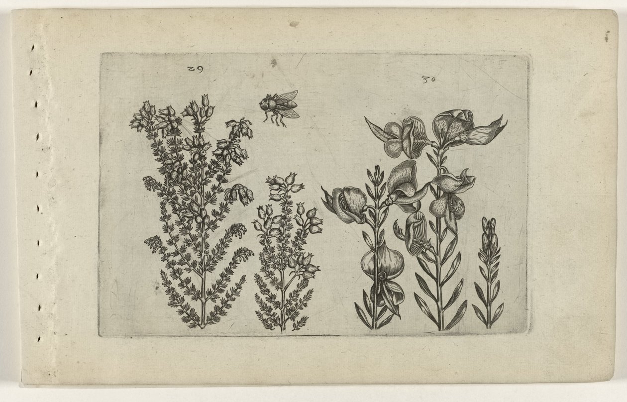 Wrzosiec i krzew miotły Cognoscite lilia (tytuł serii) autorstwa Crispijn van de Passe (I) (attributed to)