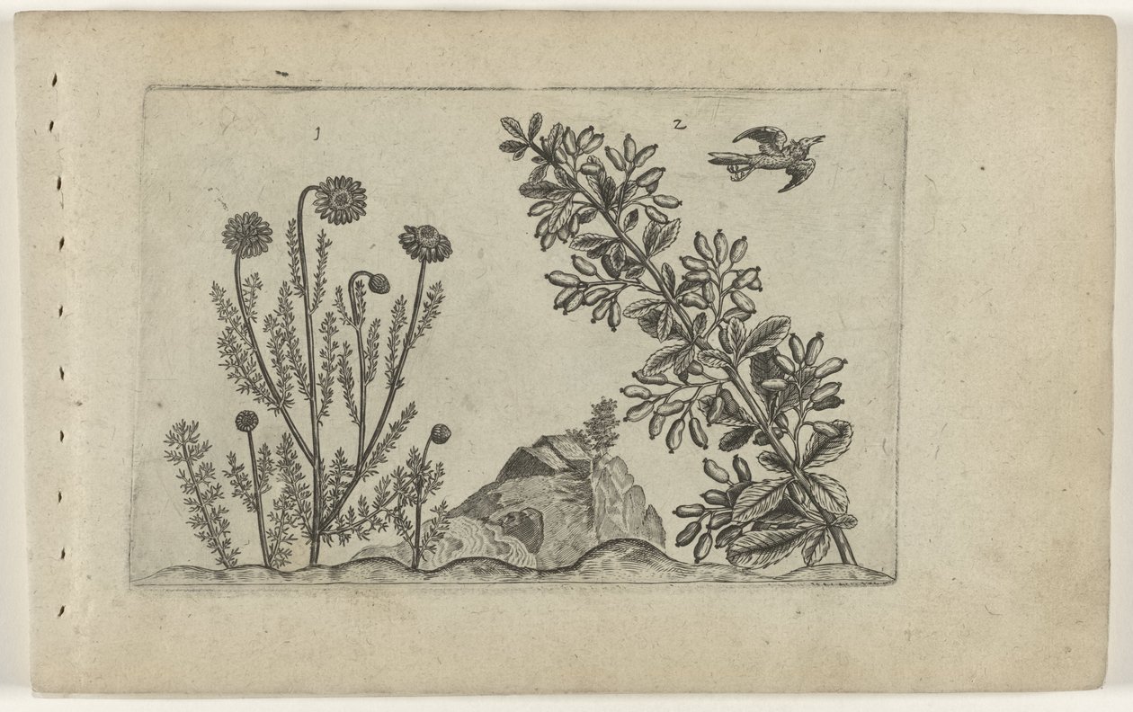 Gewone kamille en zuurbes Poznaj lilie (tytuł serii) autorstwa Crispijn van de Passe (I) (attributed to)