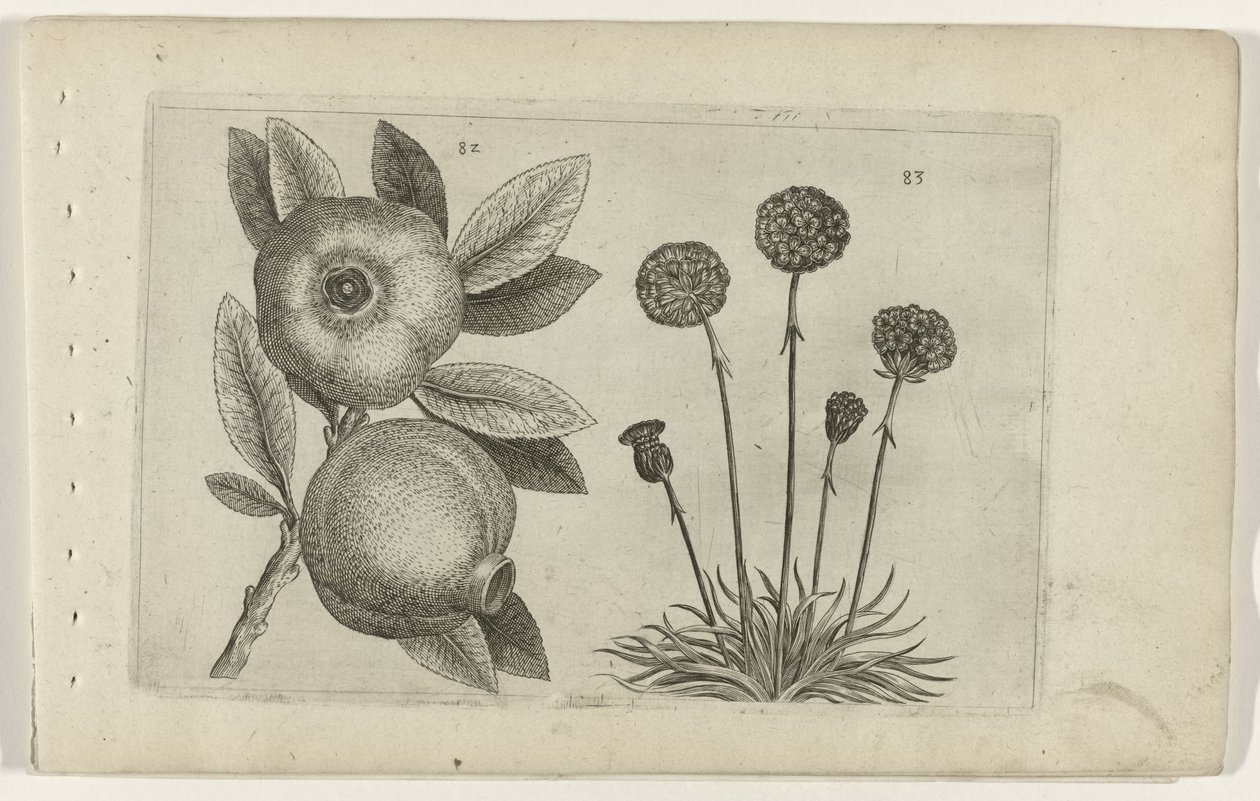 Granaatappel en Engels gras Poznaj lilie (tytuł serii) autorstwa Crispijn van de Passe (I) (attributed to)