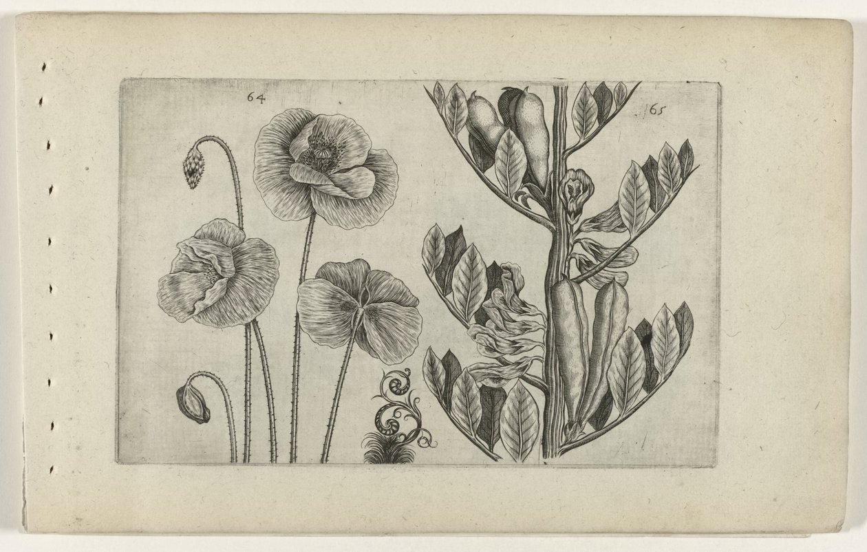 Duży mak i bób Cognoscite lilia (tytuł serii) autorstwa Crispijn van de Passe (I) (attributed to)