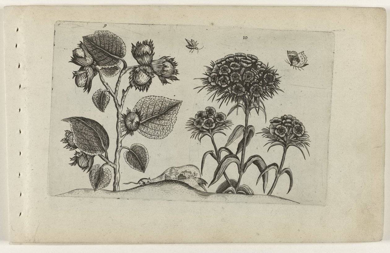 Hazel i słodki William Cognoscite lilia (tytuł serii) autorstwa Crispijn van de Passe (I) (attributed to)