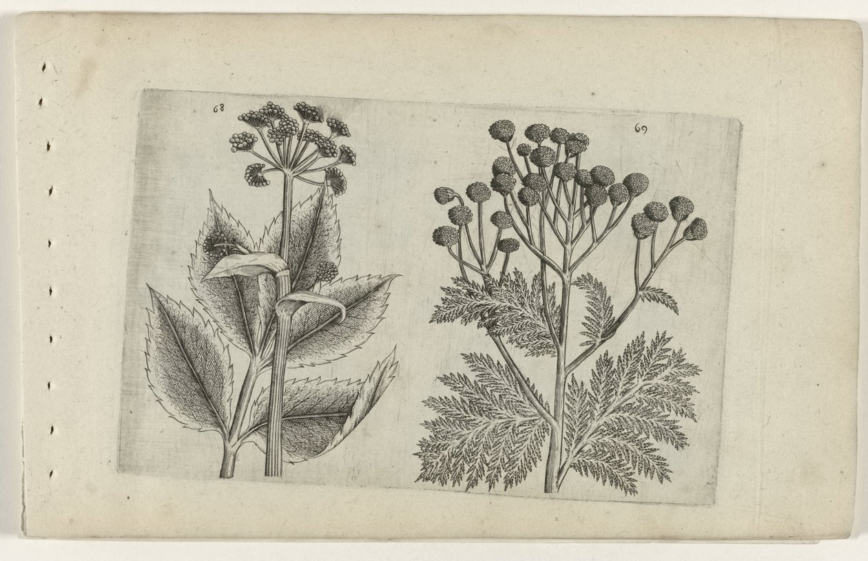 Hertswortel en boerenwormkruid Poznaj lilie (tytuł serii) autorstwa Crispijn van de Passe (I) (attributed to)
