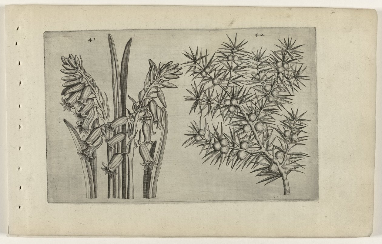 Hiacynt en jenerbes Poznaj lilie (tytuł serii) autorstwa Crispijn van de Passe (I) (attributed to)