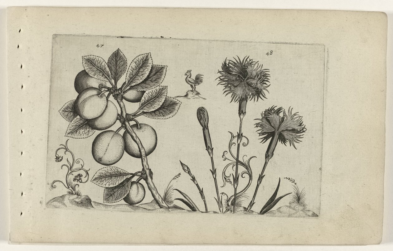 Kerspruit i tuinanjer Poznaj lilie (tytuł serii) autorstwa Crispijn van de Passe (I) (attributed to)