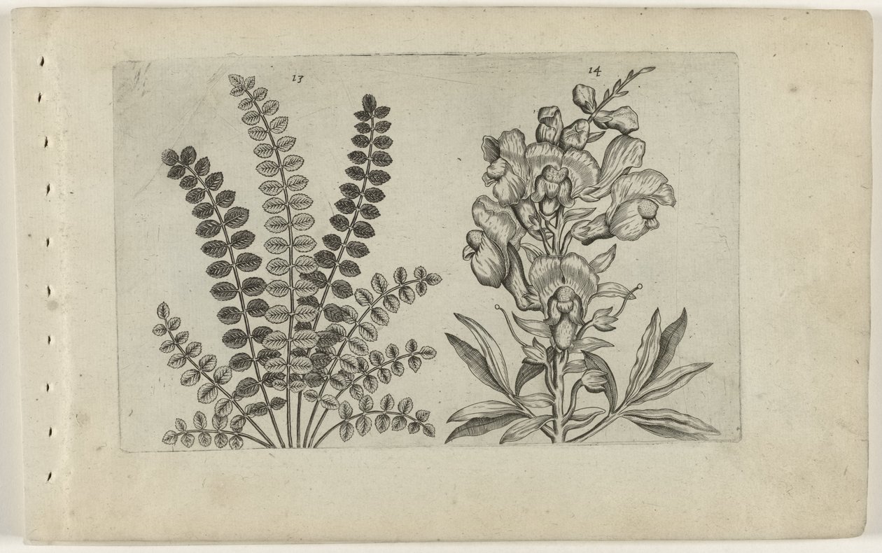 Mały pryszcz i duży lucjan Cognoscite Lilia (tytuł serii) autorstwa Crispijn van de Passe (I) (attributed to)