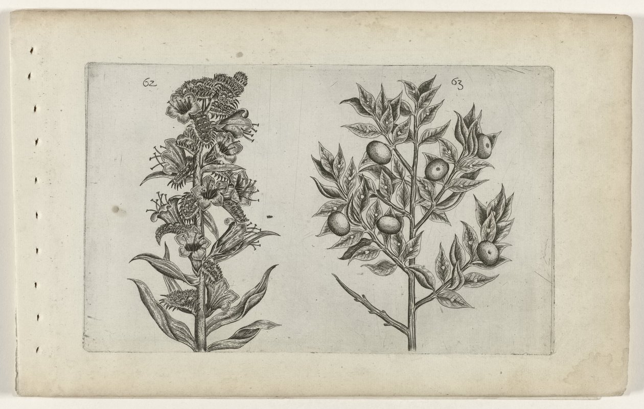 Kromhals en muisdoorn Poznaj lilie (tytuł serii) autorstwa Crispijn van de Passe (I) (attributed to)