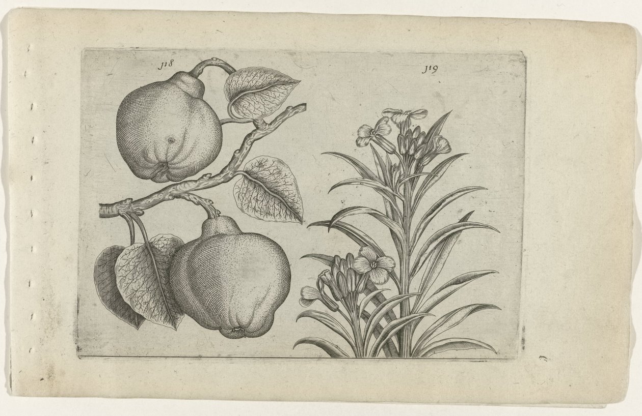 Kweepeer i muurbloem Cognoscite Lily (tytuł serii) autorstwa Crispijn van de Passe (I) (attributed to)