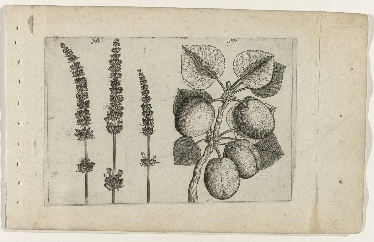 Lavendel i morele Poznaj lilie (tytuł serii) autorstwa Crispijn van de Passe (I) (attributed to)