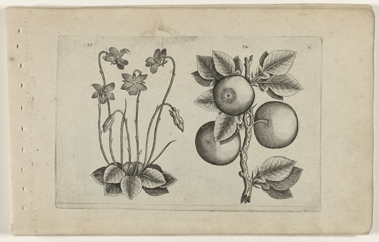 Marzec fioletowy i pomarańczowy Cognoscite lilia (tytuł serii) autorstwa Crispijn van de Passe (I) (attributed to)