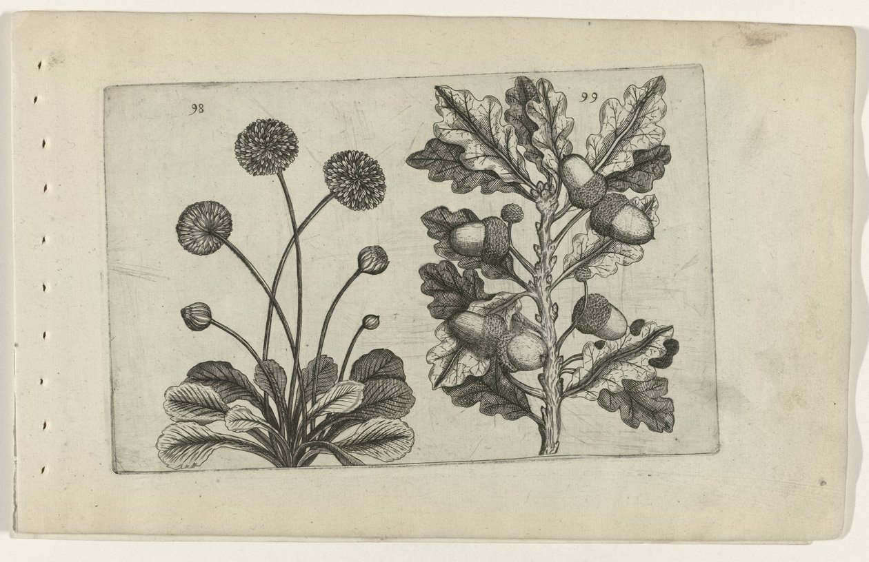 Dąb szypułkowy i stokrotka Cognoscite lilia (tytuł serii) autorstwa Crispijn van de Passe (I) (attributed to)