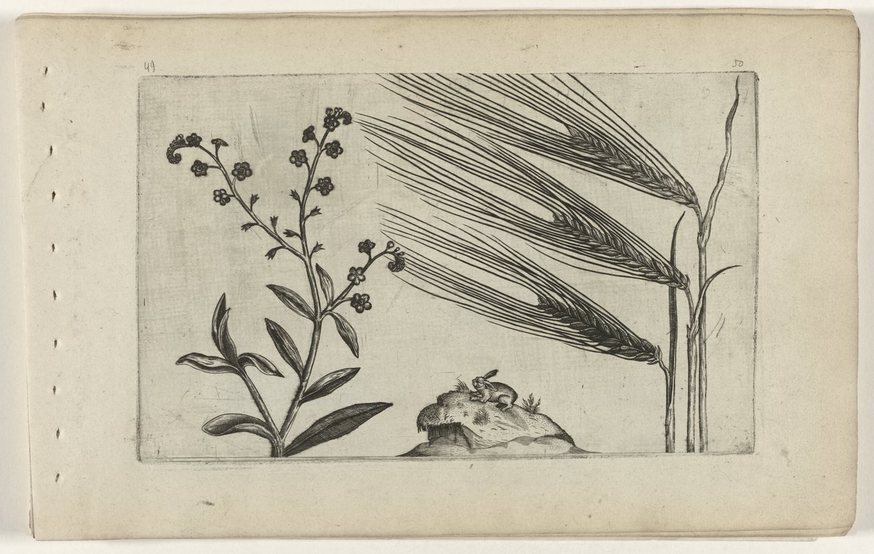 Bagienna niezapominajka i jęczmień Cognoscite lilia (tytuł serii) autorstwa Crispijn van de Passe (I) (attributed to)