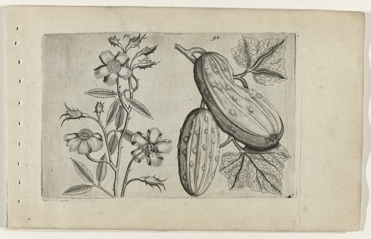 Muskusroos i komkor Poznaj lilie (tytuł serii) autorstwa Crispijn van de Passe (I) (attributed to)