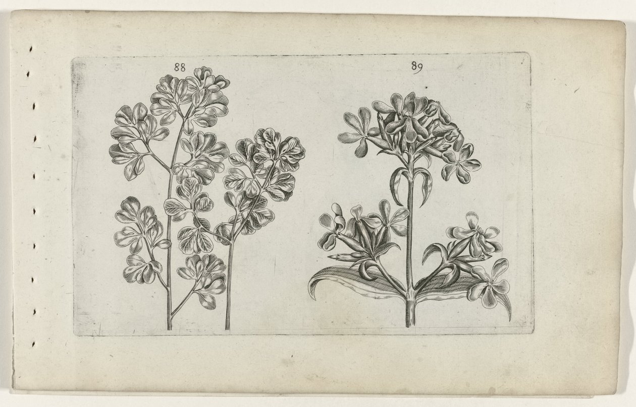 Paproć ścienna i mydlnica Cognoscite lilia (tytuł serii) autorstwa Crispijn van de Passe (I) (attributed to)