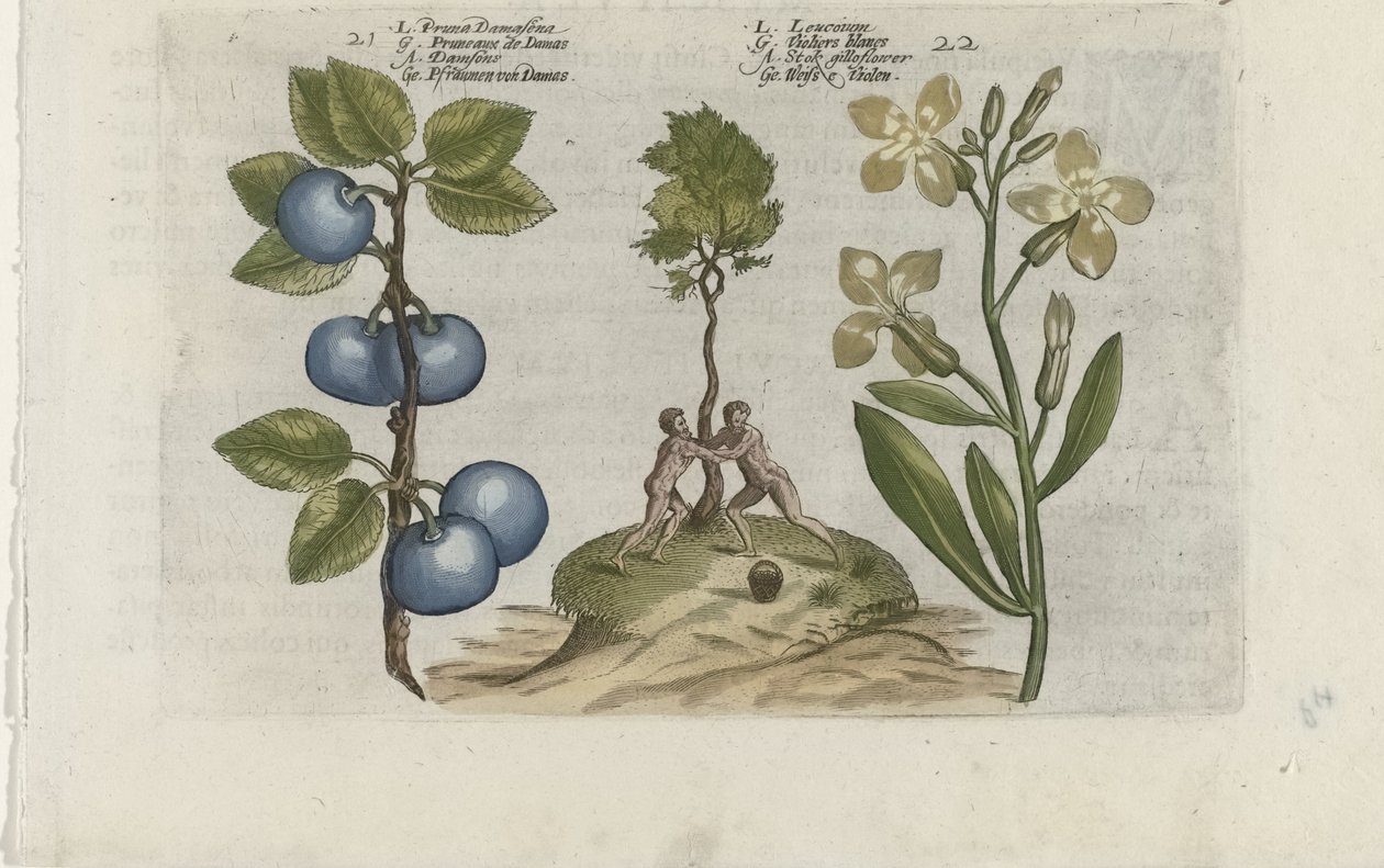 Pruim en muurbloem Pruna Damasena / Leucojum (tytuł na obiekcie) Poznaj lilie (tytuł serii) autorstwa Crispijn van de Passe (I) (attributed to)