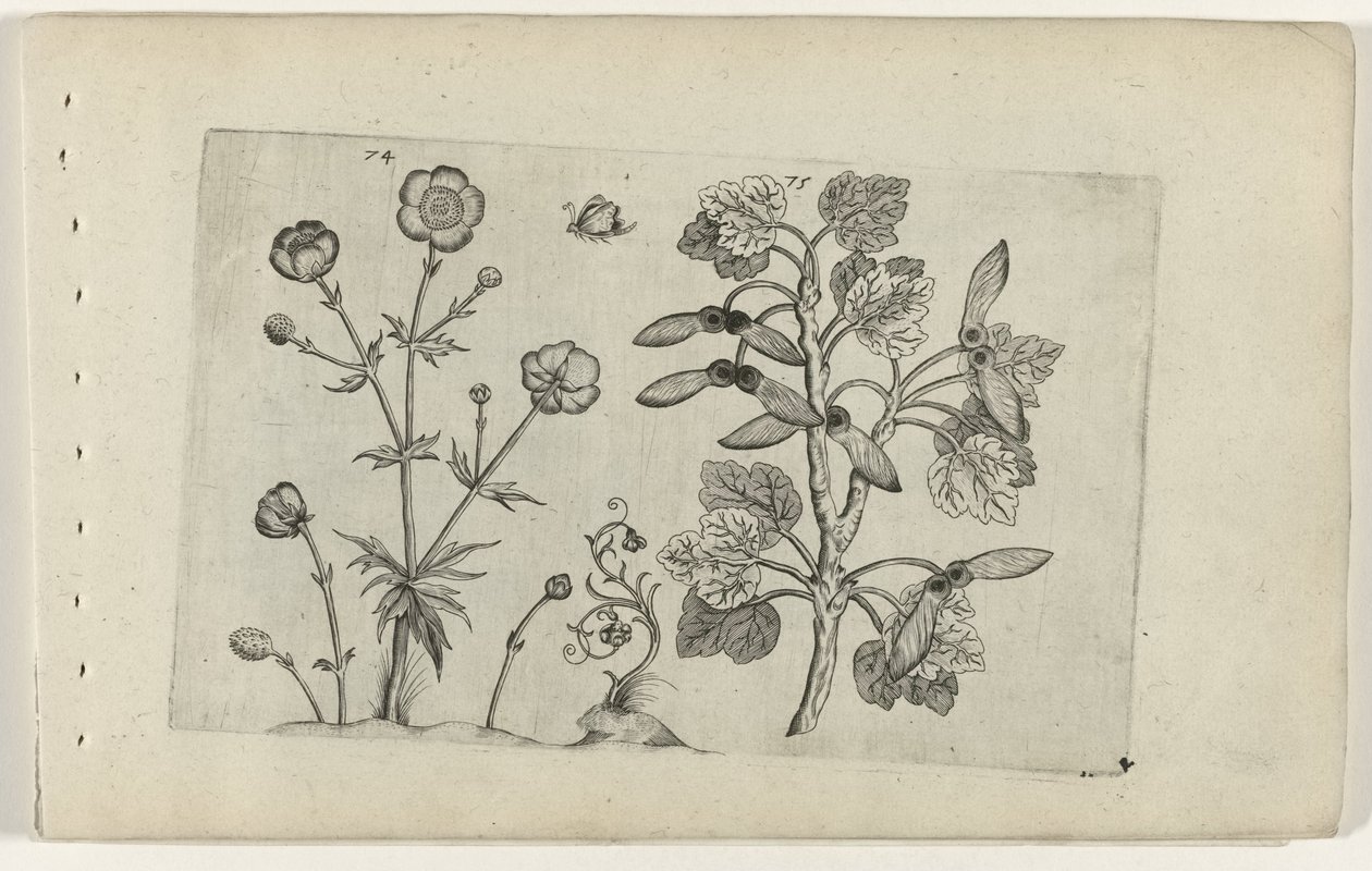 Ostry jaskier i klon polny Cognoscite lilia (tytuł serii) autorstwa Crispijn van de Passe (I) (attributed to)