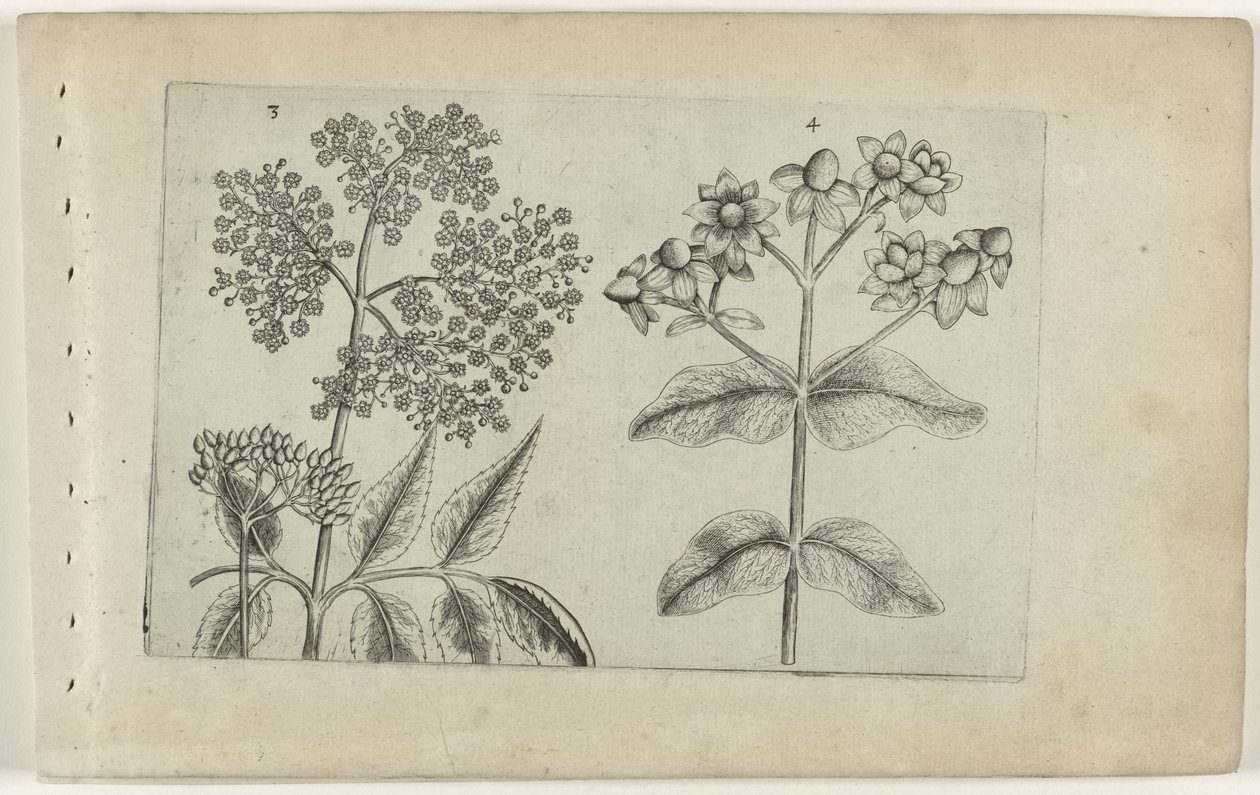 Sering en mansbloed Poznaj lilie (tytuł serii) autorstwa Crispijn van de Passe (I) (attributed to)
