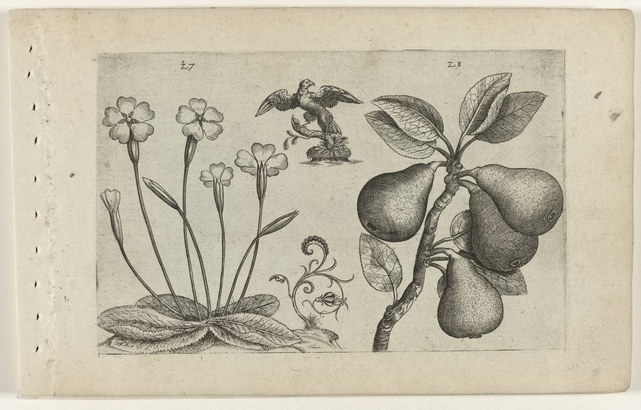 Sleutelbloem en peer Poznaj lilie (tytuł serii) autorstwa Crispijn van de Passe (I) (attributed to)