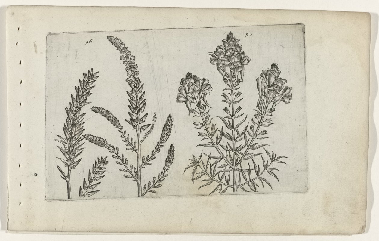 Tamarisk en vlasbekje Poznaj lilie (tytuł serii) autorstwa Crispijn van de Passe (I) (attributed to)