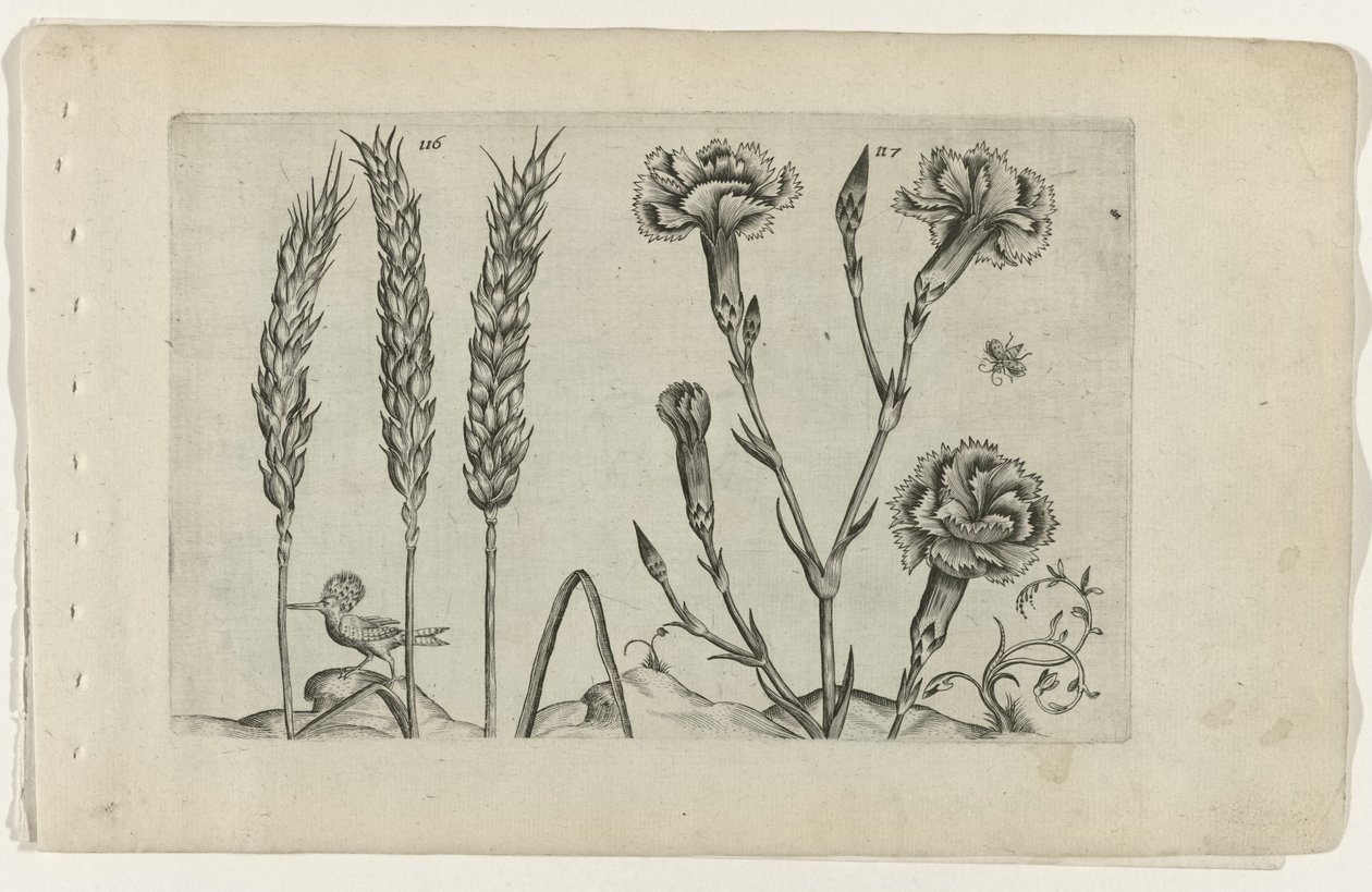 Tarwe en tuinanjer Poznaj lilie (tytuł serii) autorstwa Crispijn van de Passe (I) (attributed to)