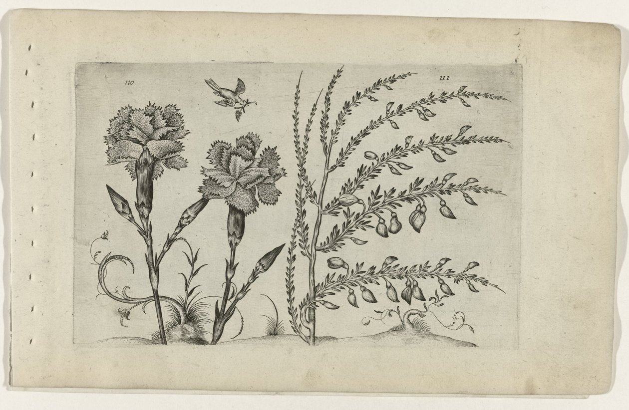 Tuinanjer en brem Poznaj lilie (tytuł serii) autorstwa Crispijn van de Passe (I) (attributed to)