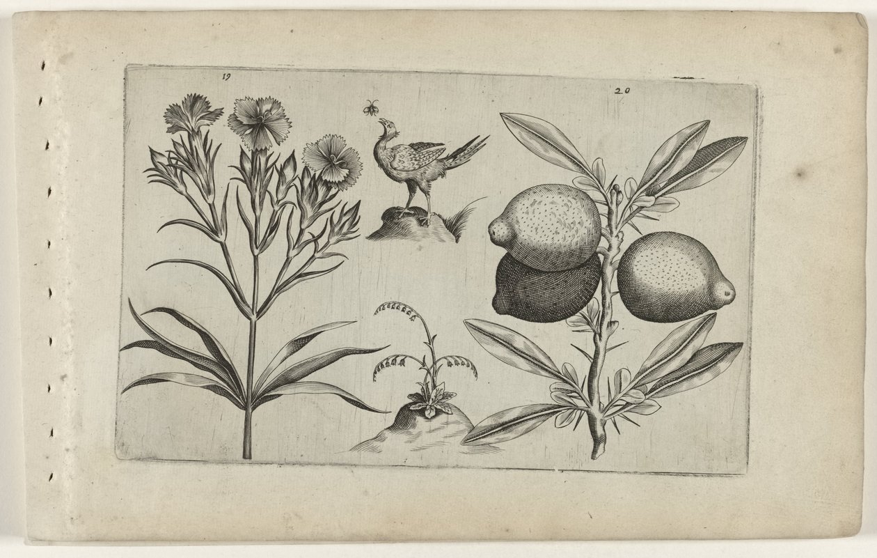Tuinanjer en citroen Poznaj lilie (tytuł serii) autorstwa Crispijn van de Passe (I) (attributed to)