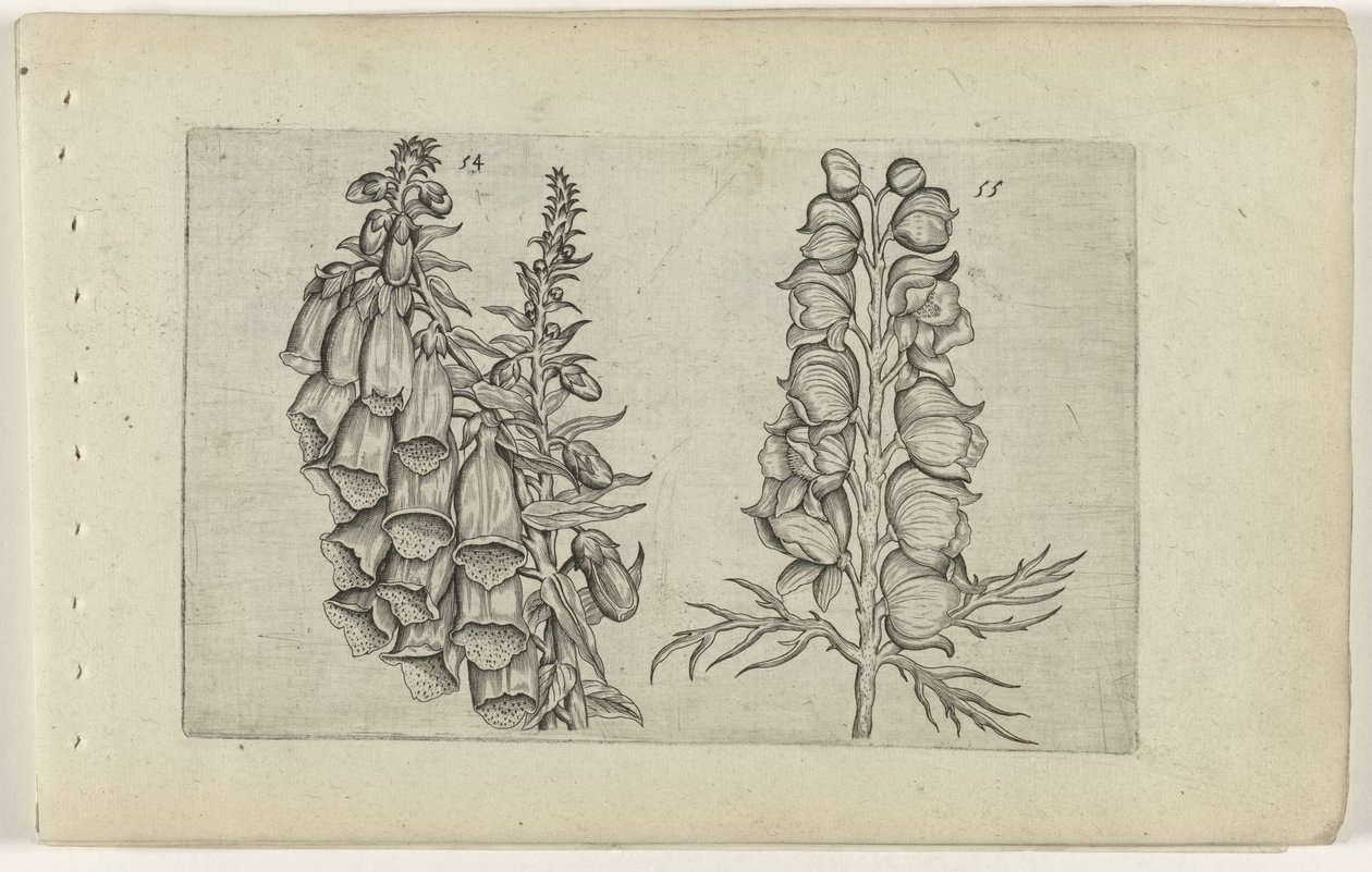 Naparstnica i Niebieski Mnich Cognoscite lilia (tytuł serii) autorstwa Crispijn van de Passe (I) (attributed to)
