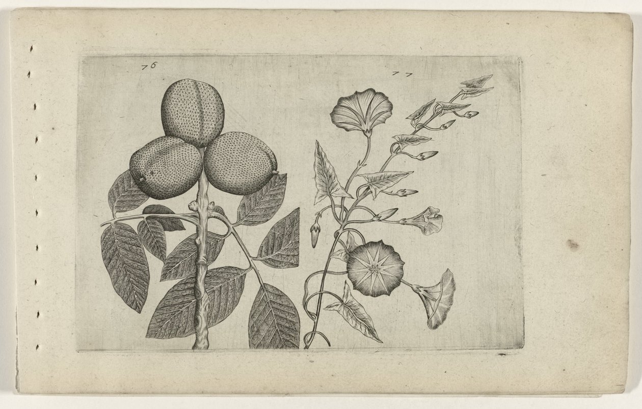 Walnootboom i akkerwinde Poznaj lilie (tytuł serii) autorstwa Crispijn van de Passe (I) (attributed to)